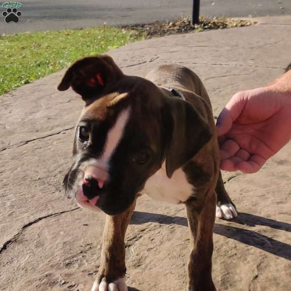 Bristol, Boxer Puppy